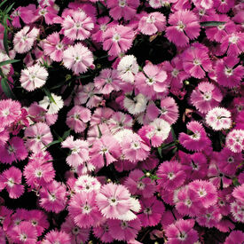 Blush Pink Diamond, Dianthus